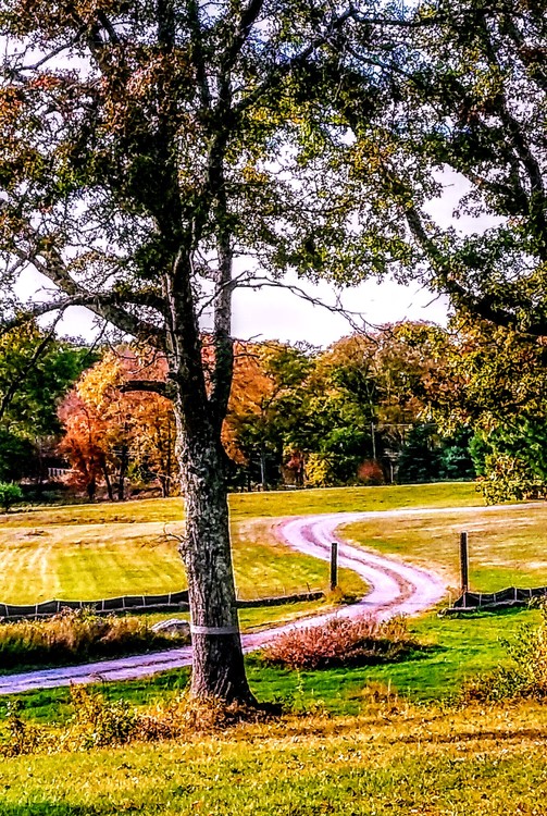 Pastoral Country Road