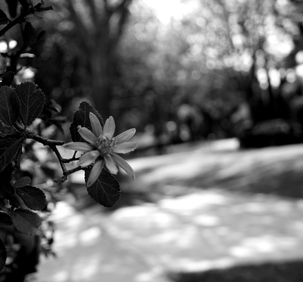 Flowers Path