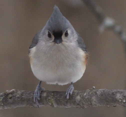 TUFTED TITMOUSE