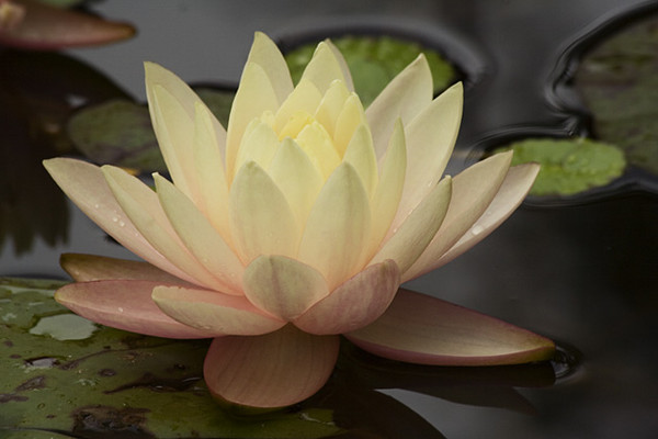 Water Lilly