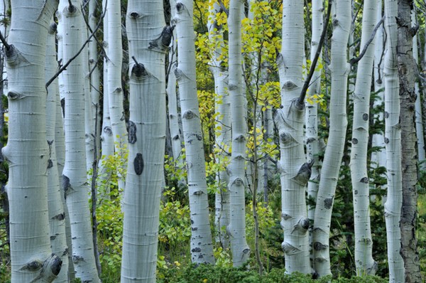 Aspen Glen