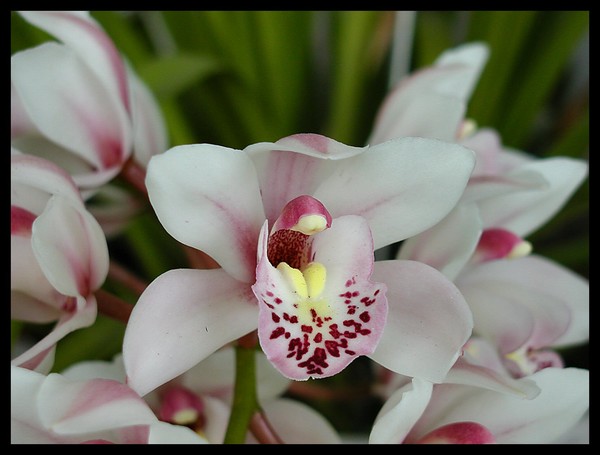 Cymbidium Orchids 4