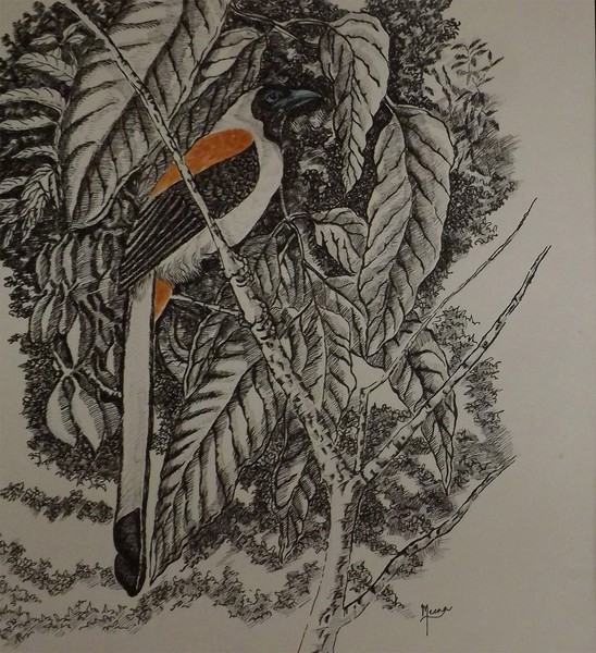 white bellied tree pie1