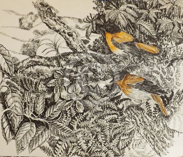 Black and Orange Flycatchers