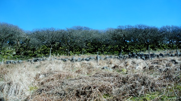 WISTMANS WOODS