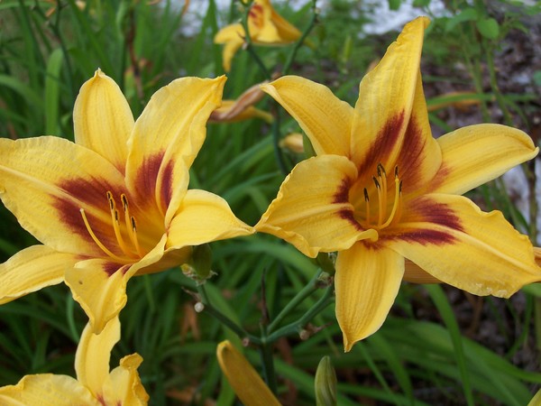 Mellow Yellow