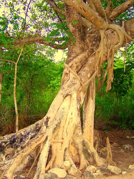 Funky Tree