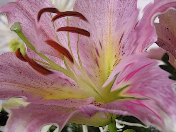   Lily