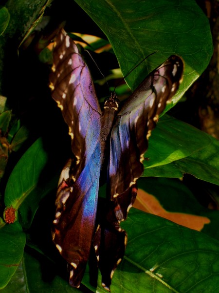 Morphidae