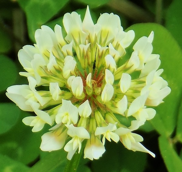 Clover