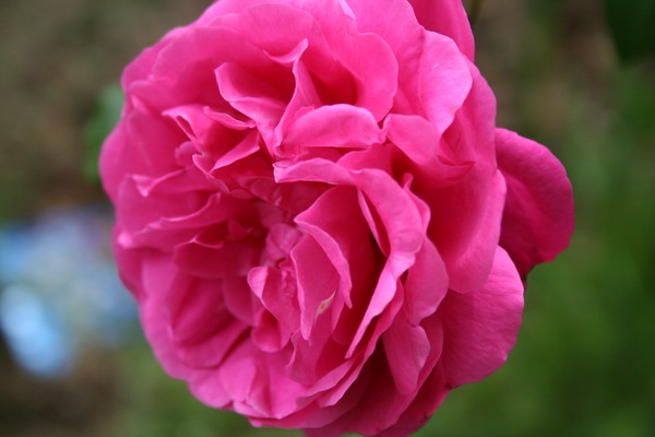 bloom