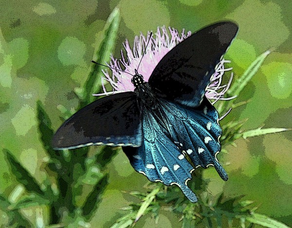 Pretty and Free