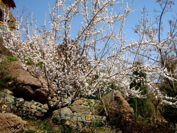 spring Bossoms 35