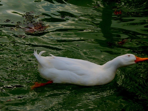  Crazy duck