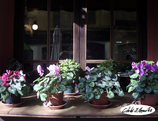 Spanish Flower Window/Ventana Florida Española