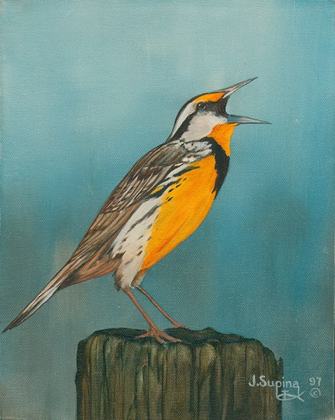 Meadowlark