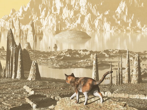 WHERE CATS GO