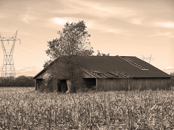 in the cornfield