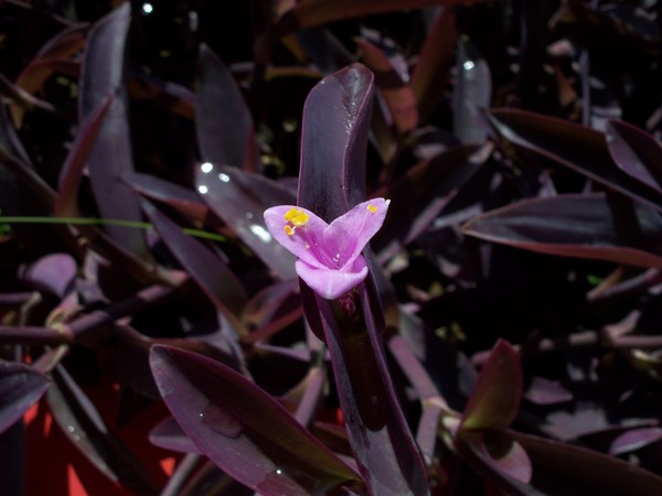 Morning Dew Flower