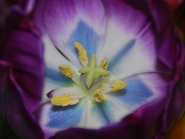Tulip