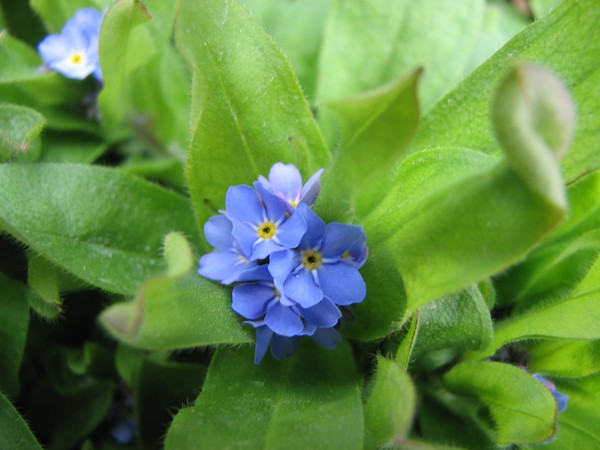 Forget me Not