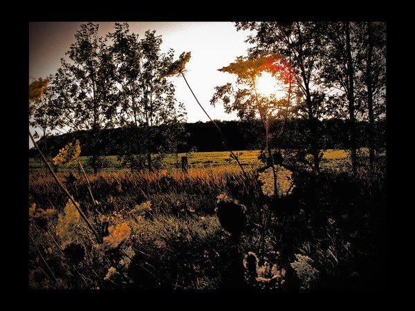 Sunset Field