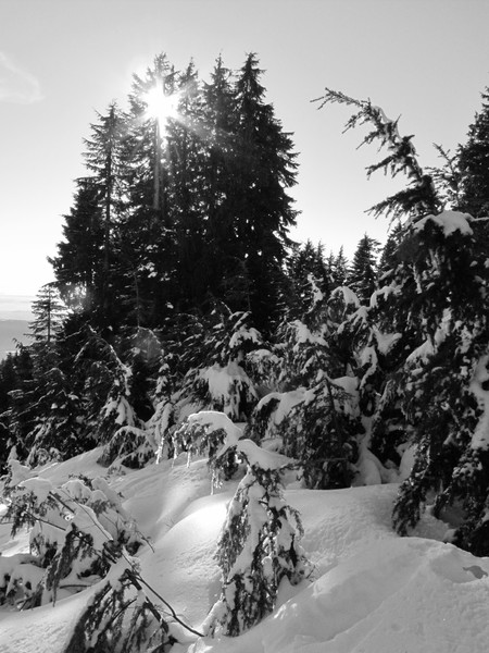 Mount Seymour Snow Scene 3