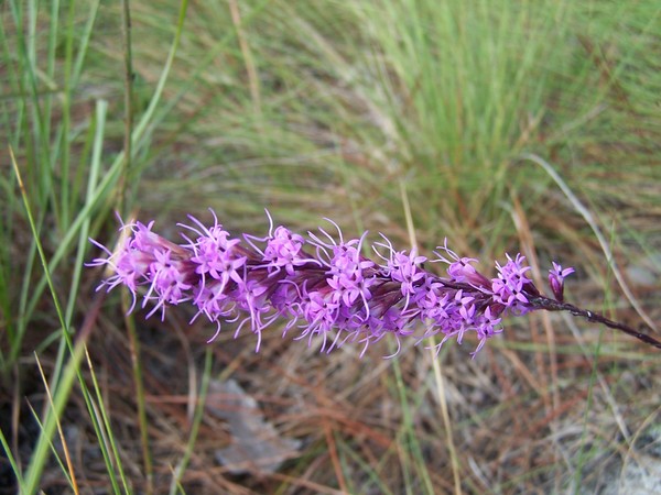 Blazing Star