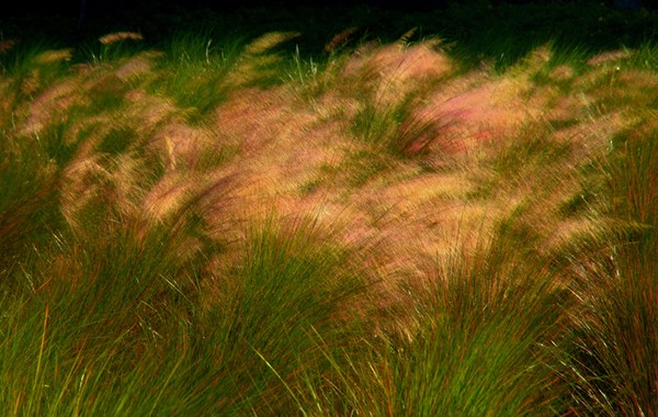 breeze