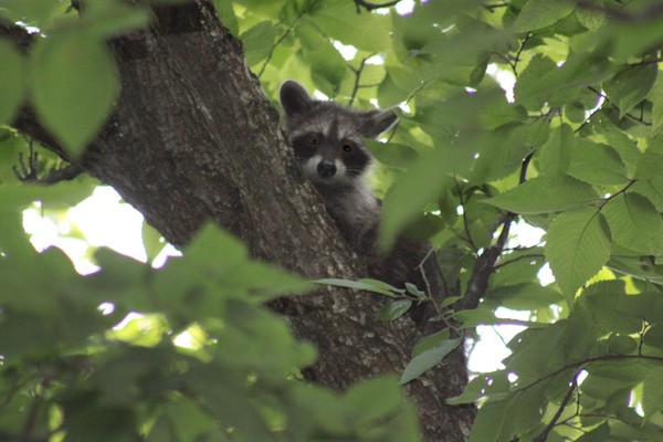 Baby Bandit @ Straub Hill