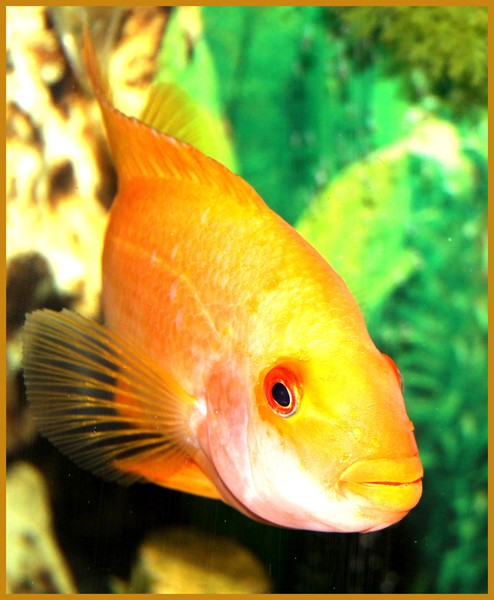 FISHFACE