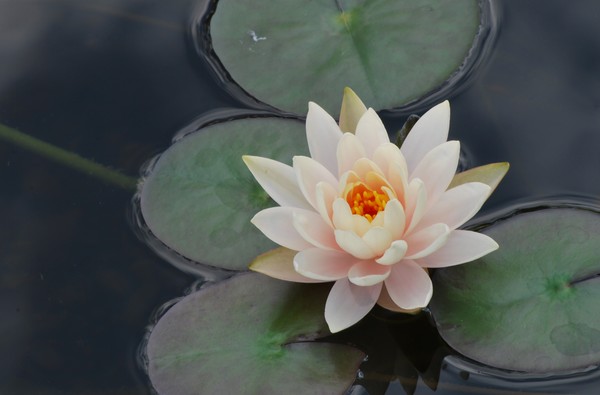 Waterlily