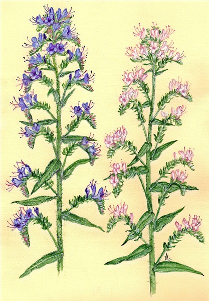 Echium vulgare