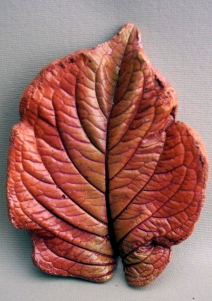 Hydrangea1