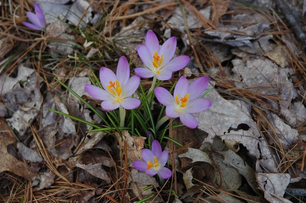 Spring has  sprung