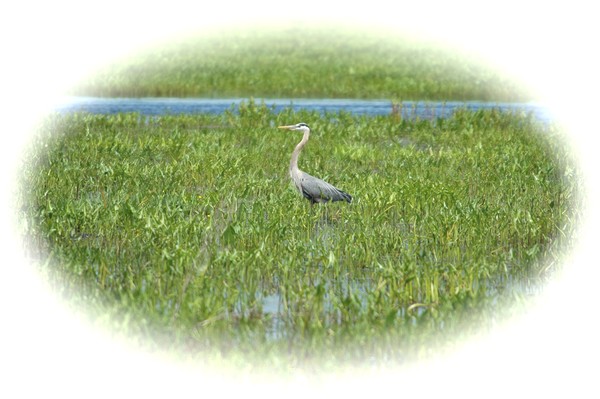 Great Blue Heron 