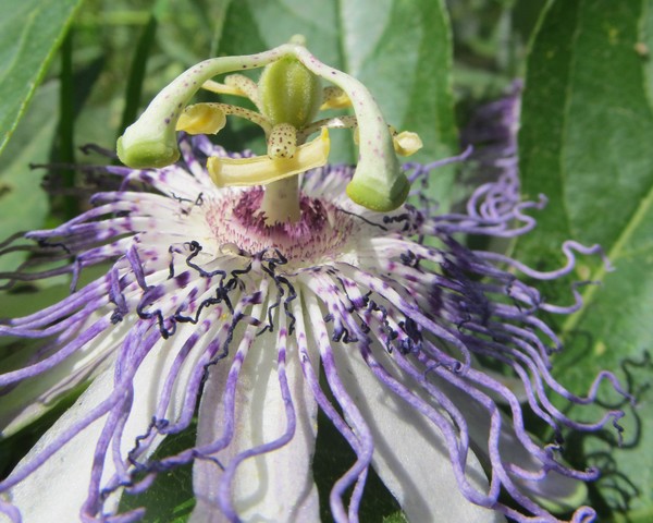 Passion Flower