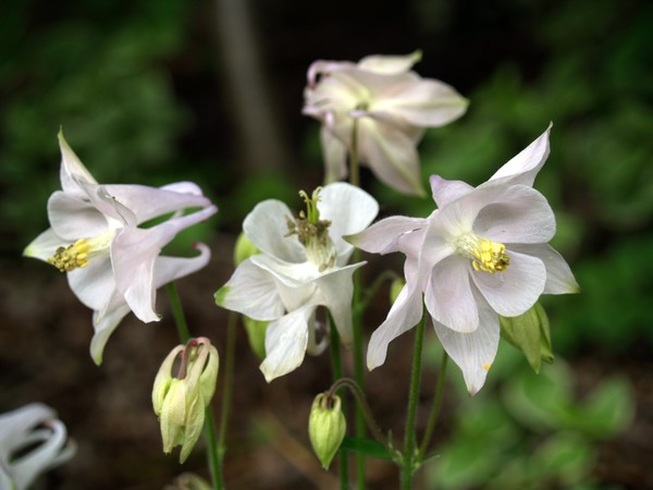 White Columbine
