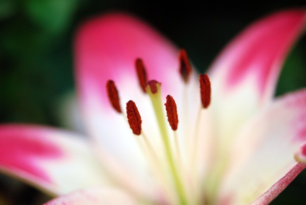 Stargazer