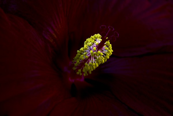 Crimson Obsession