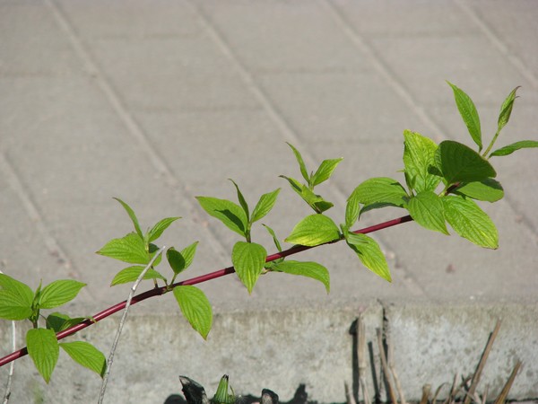 BRANCHES_GREEN LEAFS