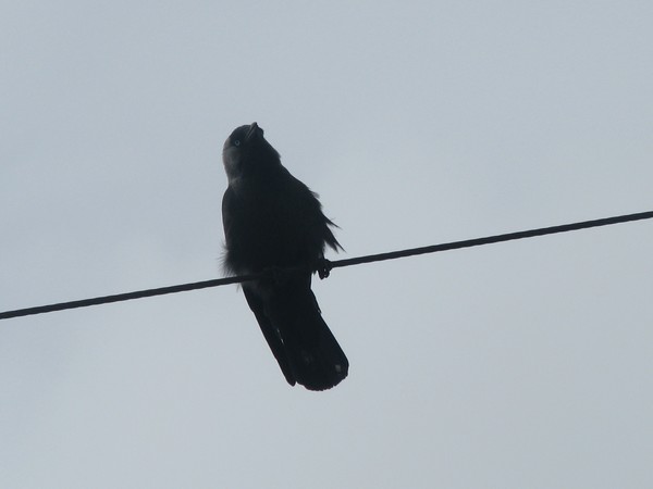 BIRD-BLACK SERIES: