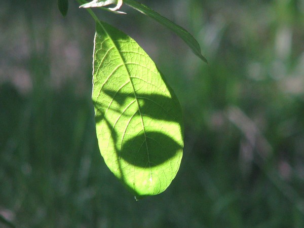 LIGHTLY IN THE SUN
