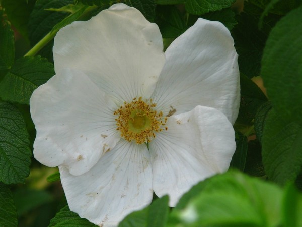 MIDSUMMER ROSE II