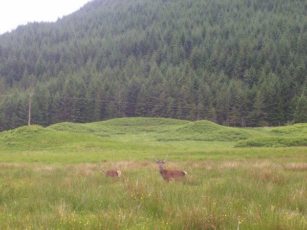 Venison anyone?