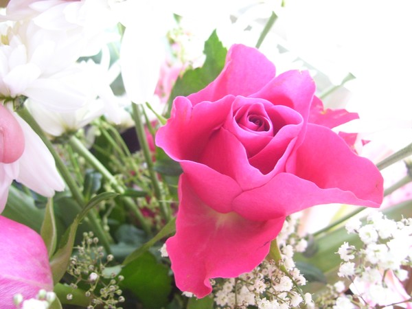 Pink Perfection