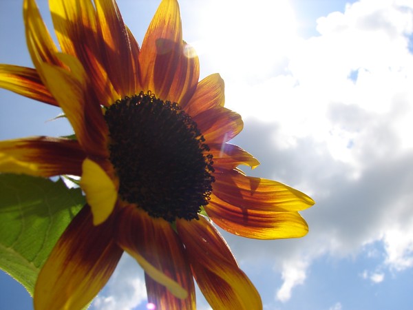 sunshine sunflower