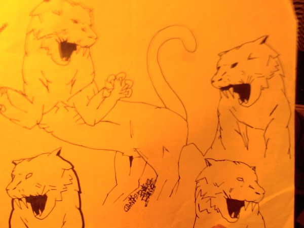 tigers