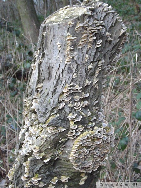 Mushroom Tree