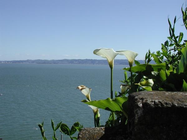 San Francisco Lily's
